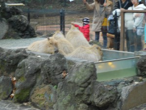 2015年1月6日　高坂子ども動物自然公園にて (23)